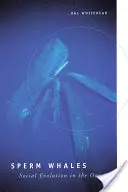 Spermové veľryby: Spoločenská evolúcia v oceáne - Sperm Whales: Social Evolution in the Ocean
