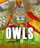 Sovy - Owls