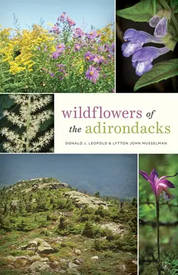 Divoké kvety Adirondacsu - Wildflowers of the Adirondacks