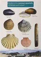 Sprievodca bežnými morskými mušľami Británie a Írska - Guide to the Common Seashells of Britain and Ireland