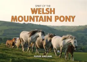 Duch waleského horského poníka - Spirit of the Welsh Mountain Pony