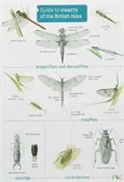 Sprievodca hmyzom Britských ostrovov - Guide to Insects of the British Isles