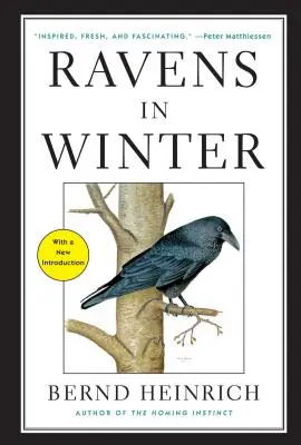 Havrany v zime - Ravens in Winter