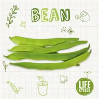 Fazuľa - Bean