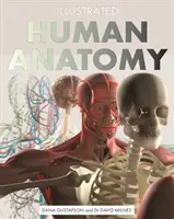 Ilustrovaná anatómia človeka: autoritatívny vizuálny sprievodca ľudským telom - Illustrated Human Anatomy: The Authoritative Visual Guide to the Human Body