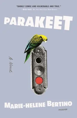Papagáj - Parakeet