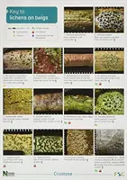 Kľúč k lišajníkom na vetvičkách - Key to Lichens on Twigs