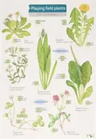 Rastliny na ihrisku - Playing Field Plants