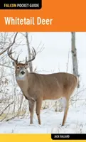 Jeleň bielochvostý - Whitetail Deer