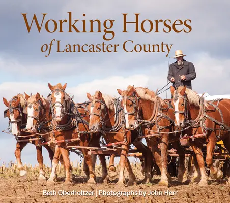 Pracovné kone okresu Lancaster - Working Horses of Lancaster County