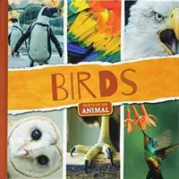 Vtáky - Birds