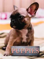 Šteňatá - Puppies