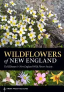Divoké kvety Nového Anglicka - Wildflowers of New England