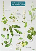 Príručka o hľadaní potravy: 25 najlepších jedlých rastlín - Guide to Foraging: Top 25 Edible Plants