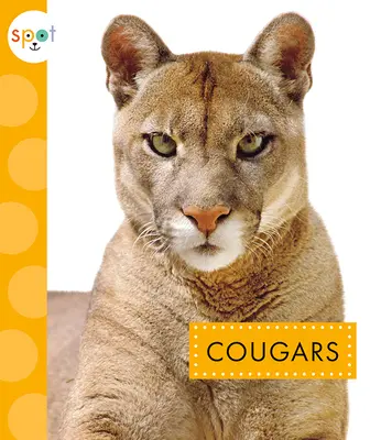 Pumy - Cougars
