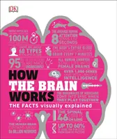 Ako funguje mozog - fakty názorne vysvetlené - How the Brain Works - The Facts Visually Explained