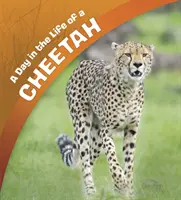Deň v živote geparda - Day in the Life of a Cheetah