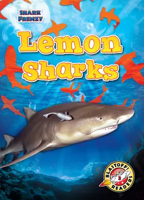 Žraloky citrónové - Lemon Sharks