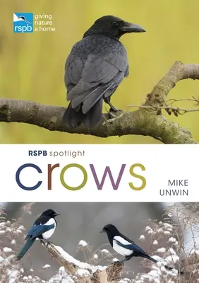 Rspb Spotlight Vrany - Rspb Spotlight Crows