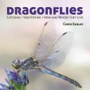 Vážky: Chytanie - určovanie - ako a kde žijú - Dragonflies: Catching - Identifying - How and Where They Live