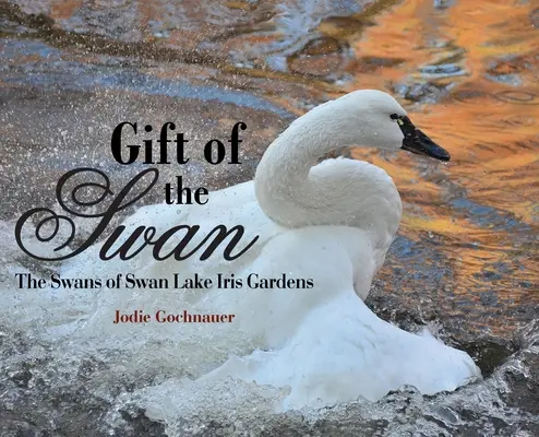 Dar labute: Labute z Labutieho jazera Iris Gardens - Gift of the Swan: The Swans of Swan Lake Iris Gardens