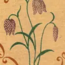 Záhradníkova nočná čiapka - Gardener's Nightcap