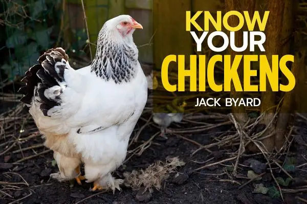 Poznajte svoje kurčatá - Know Your Chickens