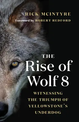 Vzostup vlka 8: Svedkami triumfu Yellowstonského outsidera - The Rise of Wolf 8: Witnessing the Triumph of Yellowstone's Underdog