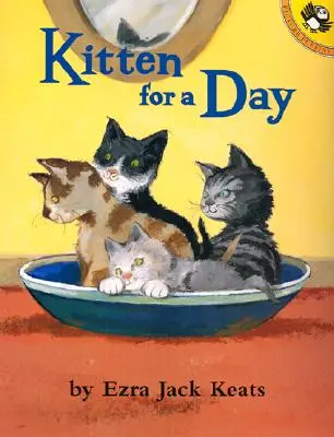 Mačiatko na jeden deň - Kitten for a Day