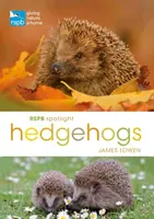 Ježkovia v centre pozornosti RSPB - RSPB Spotlight Hedgehogs