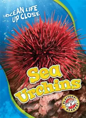 Morskí ježkovia - Sea Urchins