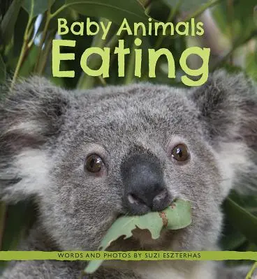 Jedenie mláďat zvierat - Baby Animals Eating