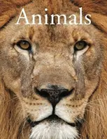 Zvieratá - Animals