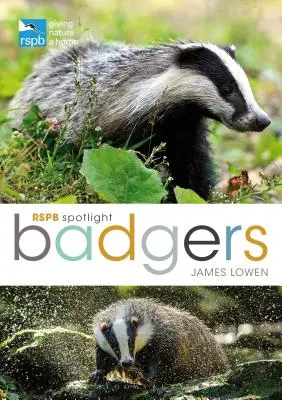 Rspb Spotlight: Jazvece - Rspb Spotlight: Badgers