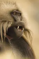 Fotograf roka v divokej prírode: Portfólio 25 - Wildlife Photographer of the Year: Portfolio 25