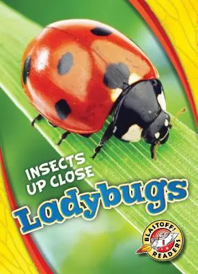 Berušky - Ladybugs