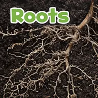 Korene (Kirkman Marissa (Product Manager)) - Roots (Kirkman Marissa (Product Manager))
