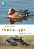 Rspb Spotlight Kačice a husi - Rspb Spotlight Ducks and Geese