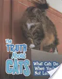 Pravda o mačkách - Čo mačky robia, keď sa nedívate - Truth about Cats - What Cats Do When You're Not Looking