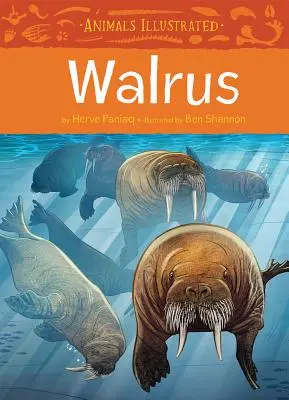 Ilustrované zvieratá: Mrož - Animals Illustrated: Walrus
