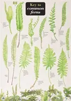Kľúč k bežným papradiam - Key to Common Ferns