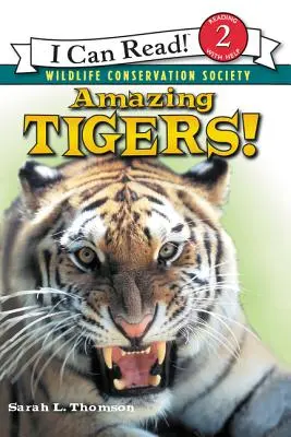 Úžasné tigre! - Amazing Tigers!