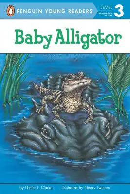 Mláďa aligátora - Baby Alligator