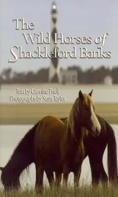 Divoké kone zo Shackleford Banks - Wild Horses of Shackleford Banks