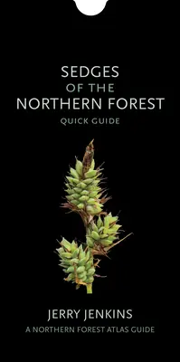 Sedmokrásky severného lesa: Stručný sprievodca - Sedges of the Northern Forest: Quick Guide