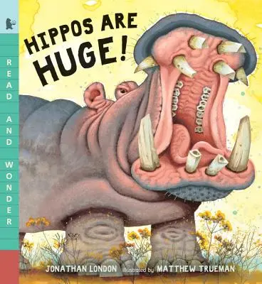 Hrochy sú obrovské! - Hippos Are Huge!