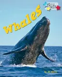 Veľryby - Whales