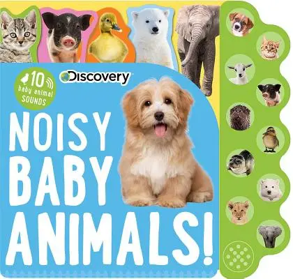 Objavovanie: Hlučné mláďatá! - Discovery: Noisy Baby Animals!