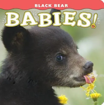Mláďatá čiernych medveďov! - Black Bear Babies!