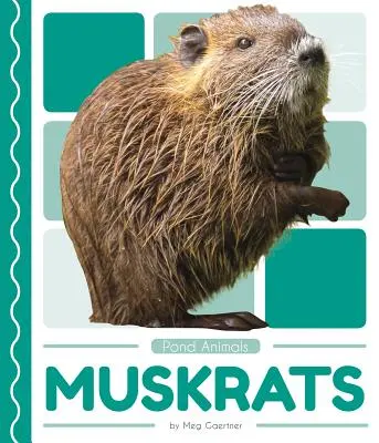 Pižmovky - Muskrats